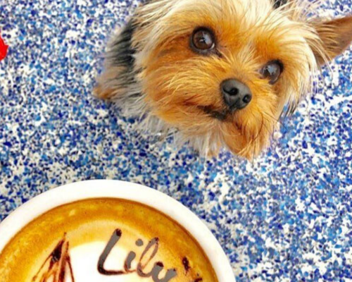 a dog