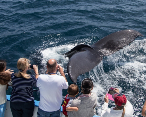 whale